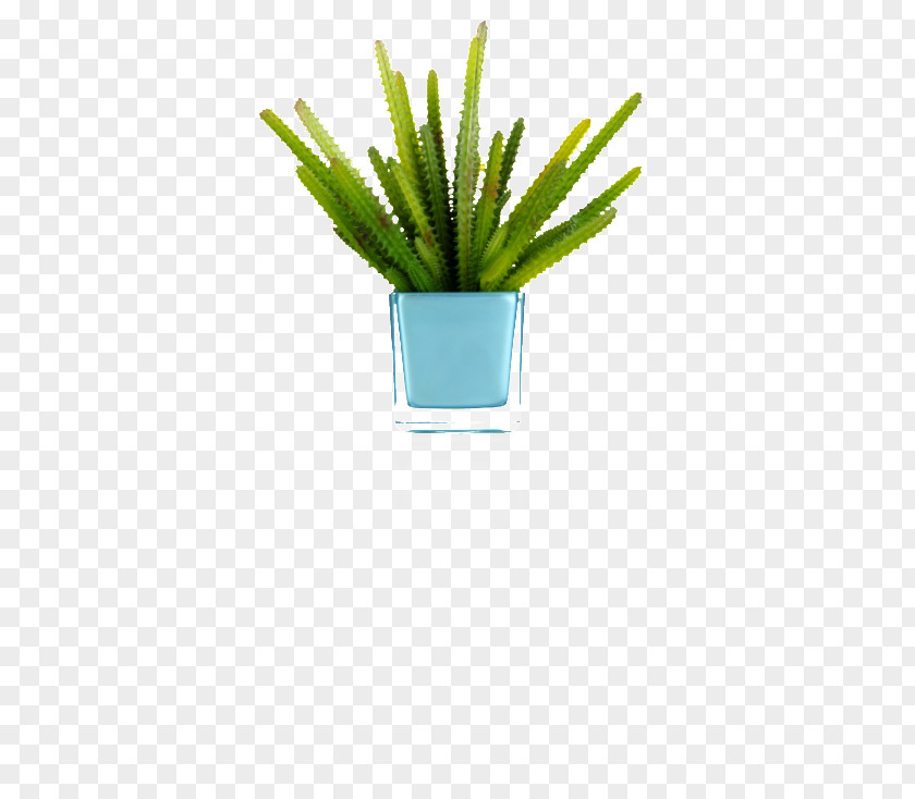 Cactus Vase Citroën M Grasses Flowerpot Plant Stem Aloe Vera PNG