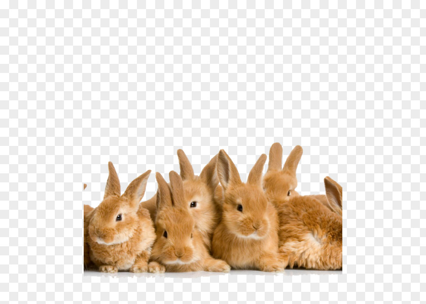 Easter Bunny Holland Lop Domestic Rabbit PNG