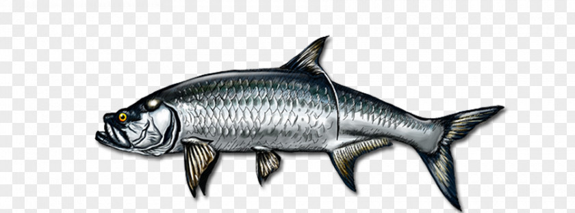 Marine Mammal Animal Fish PNG