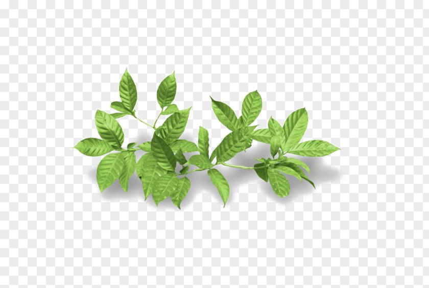 Mint Leaf Houseplant PNG