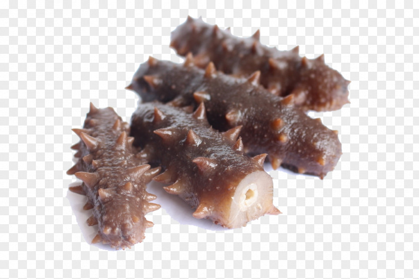 Sea Cucumber As Food Seafood PNG