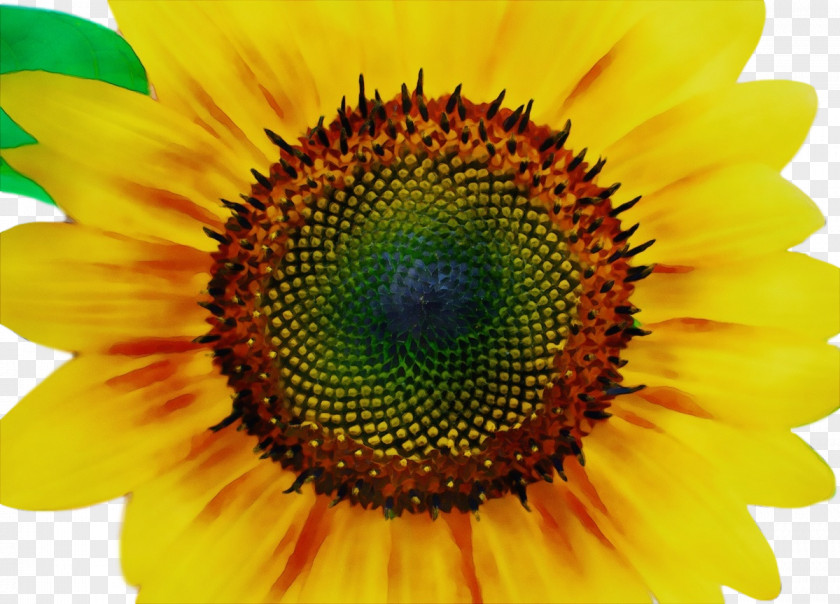 Sunflower PNG