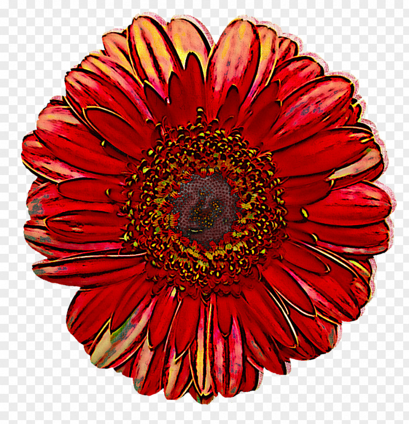 Transvaal Daisy Chrysanthemum Floristry Cut Flowers Dahlia PNG