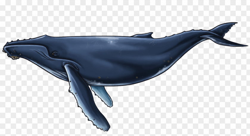 Whale Common Bottlenose Dolphin Short-beaked Rough-toothed Porpoise Wholphin PNG