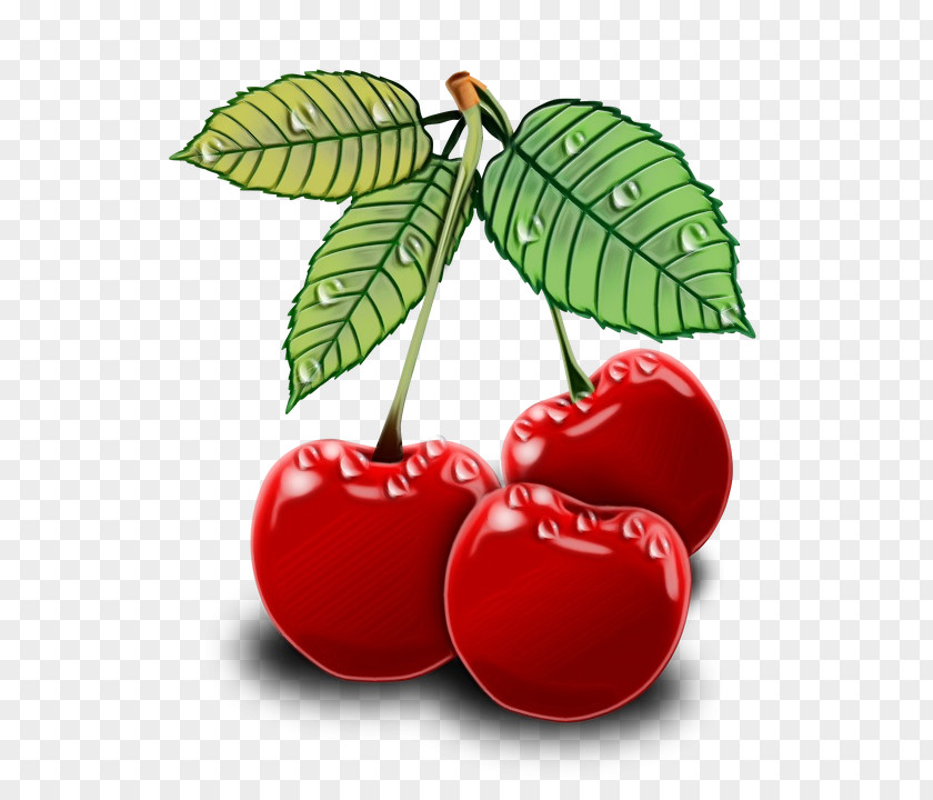 Drupe Berry Family Tree Background PNG