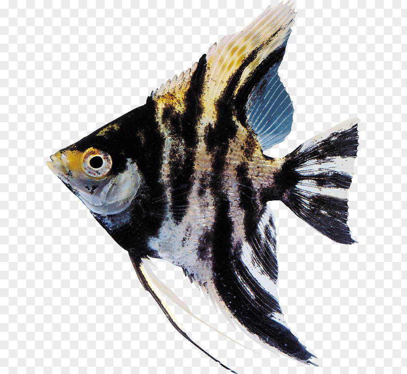 Fish Goldfish PNG