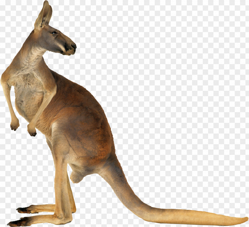Kangaroo Red Australia Eastern Grey PNG