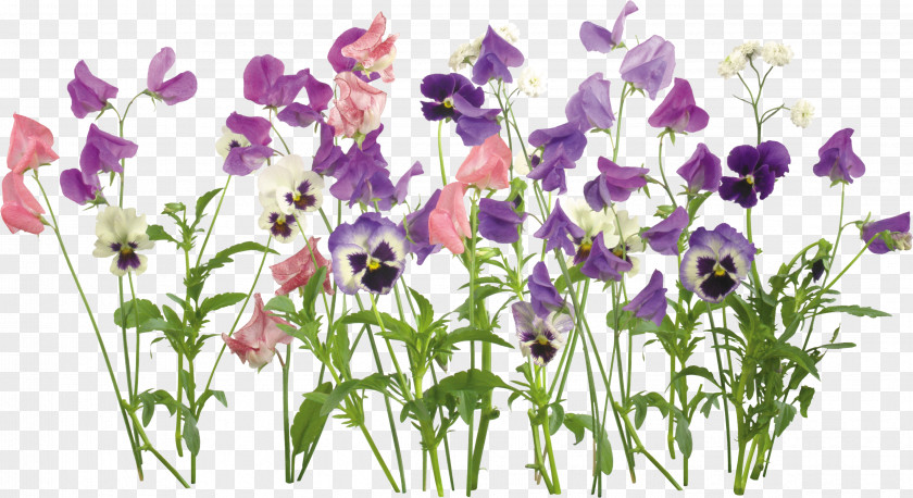 Pansy Flower Plant PNG