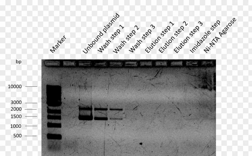 Radioimmunoprecipitation Assay Buffer Isopropyl β-D-1-thiogalactopyranoside Plasmid Keyword Tool International Genetically Engineered Machine Transformation PNG