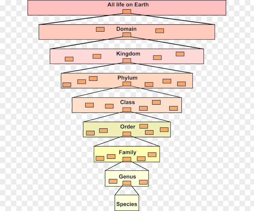 Science Linnaean Taxonomy Taxonomic Rank Organism Life PNG