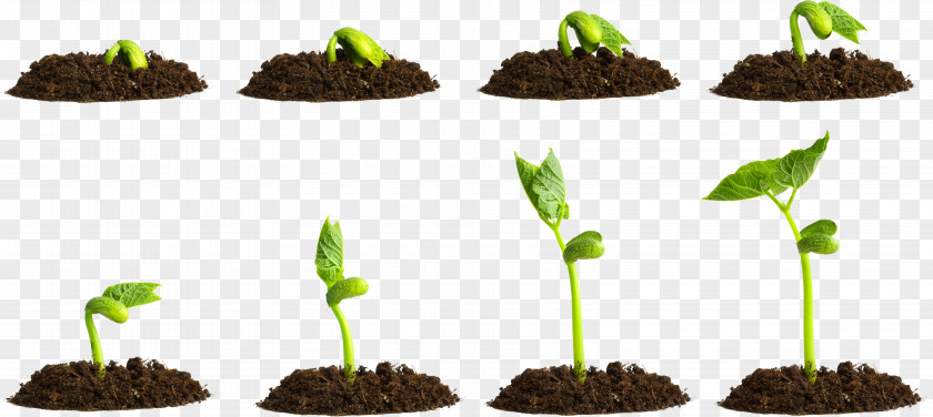 Seed Germination Process PNG germination process clipart PNG