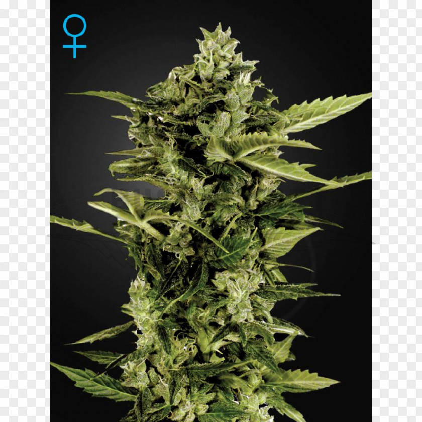 Skunk Autoflowering Cannabis Kush Greenhouse PNG