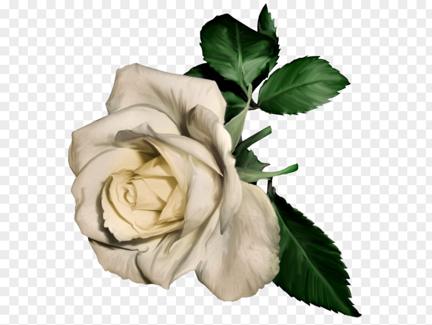 White Rose Still Life: Pink Roses Painting Clip Art PNG
