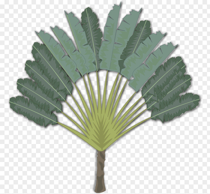 Arecaceae Clip Art PNG