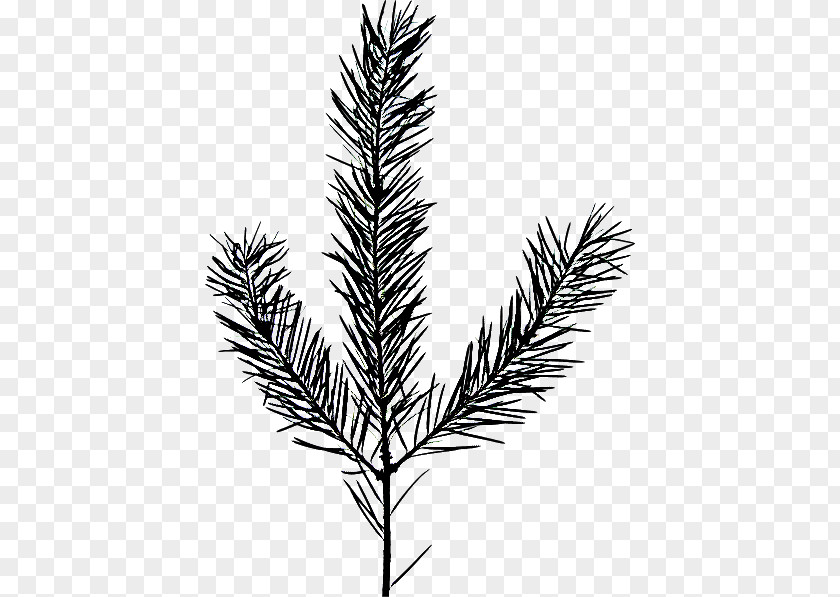 Eastern Hemlock Cypress Family Tree Silhouette PNG