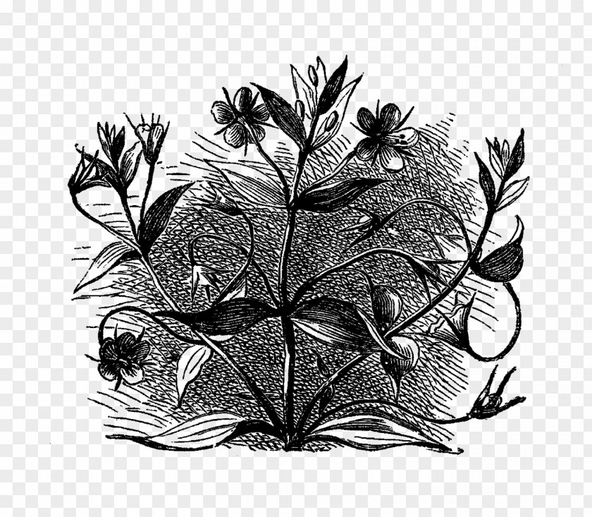 Flower Illustration Visual Arts Black And White Drawing Monochrome PNG