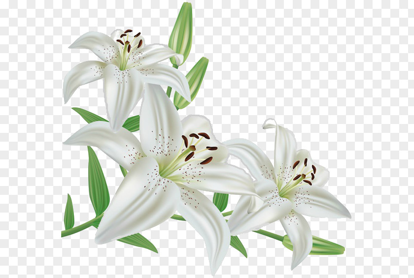 Flower Madonna Lily 'Stargazer' PNG