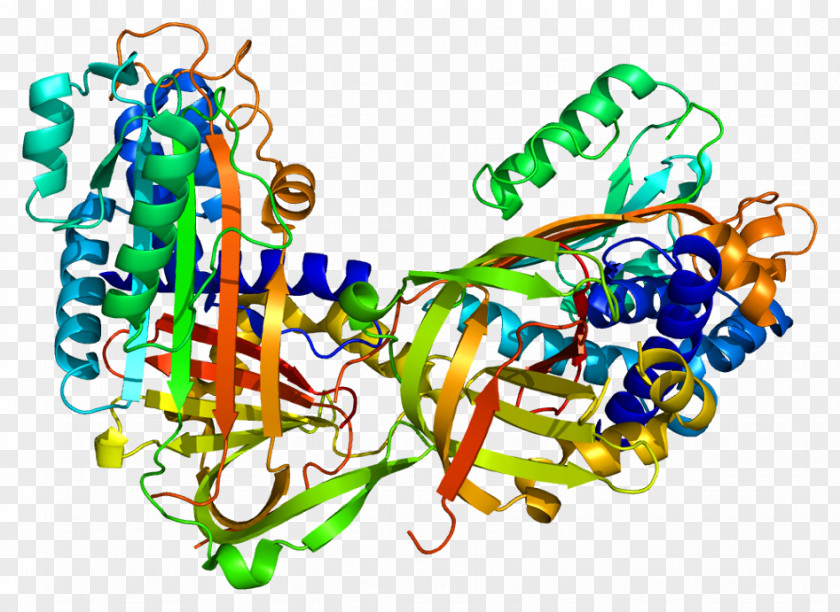 Globulin Maspin Serpin Protein Structure Serine Protease PNG