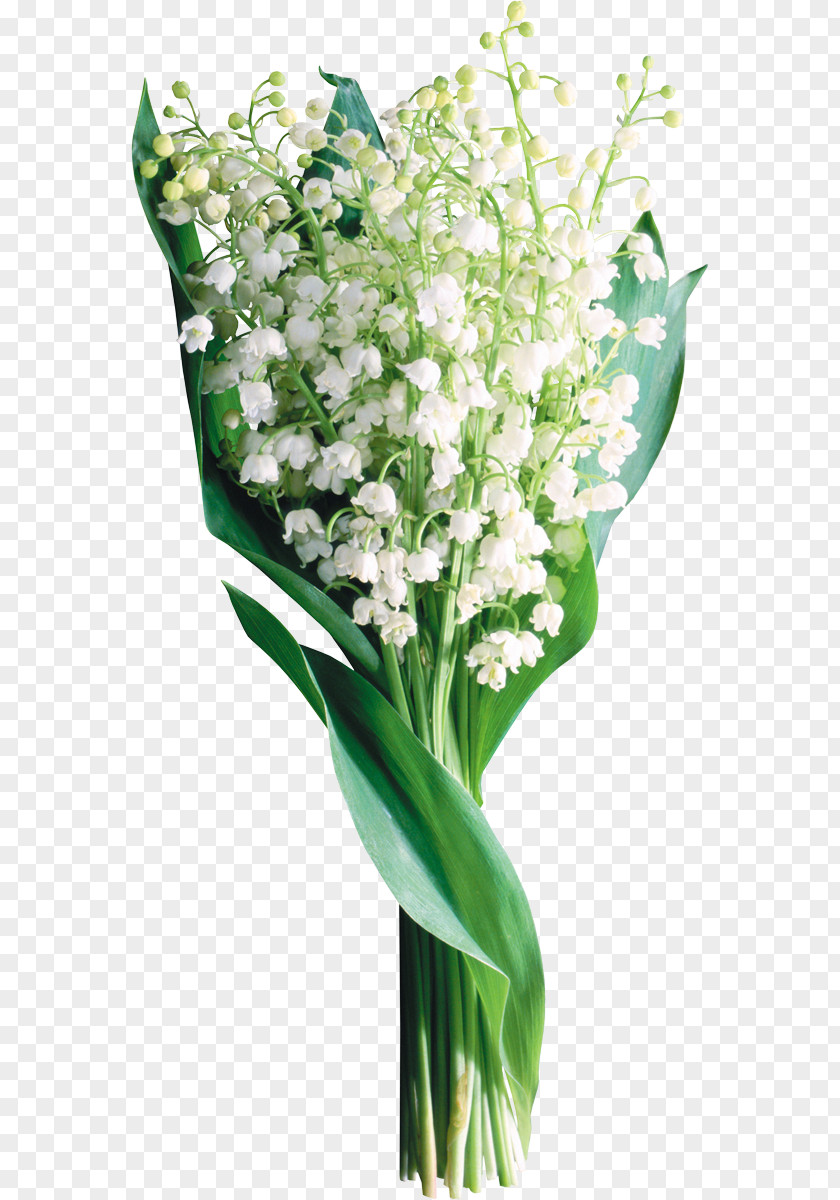 Lily Of The Valley PNG