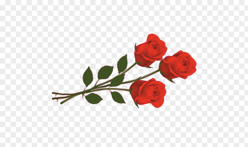 Rose Clip Art Image Red PNG