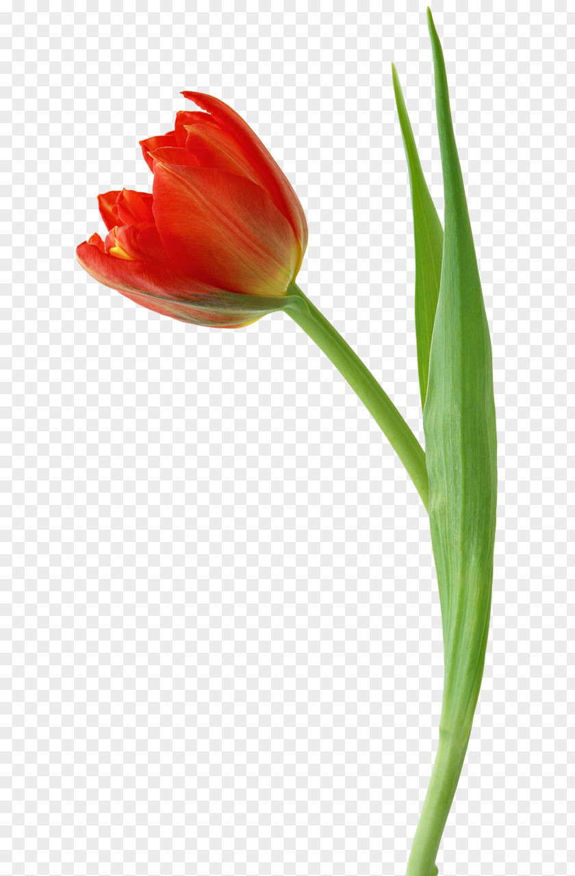 Tulip Flower Drawing Clip Art PNG