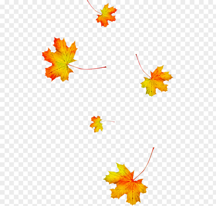 Autumn Leaves Animation Leaf Season PNG