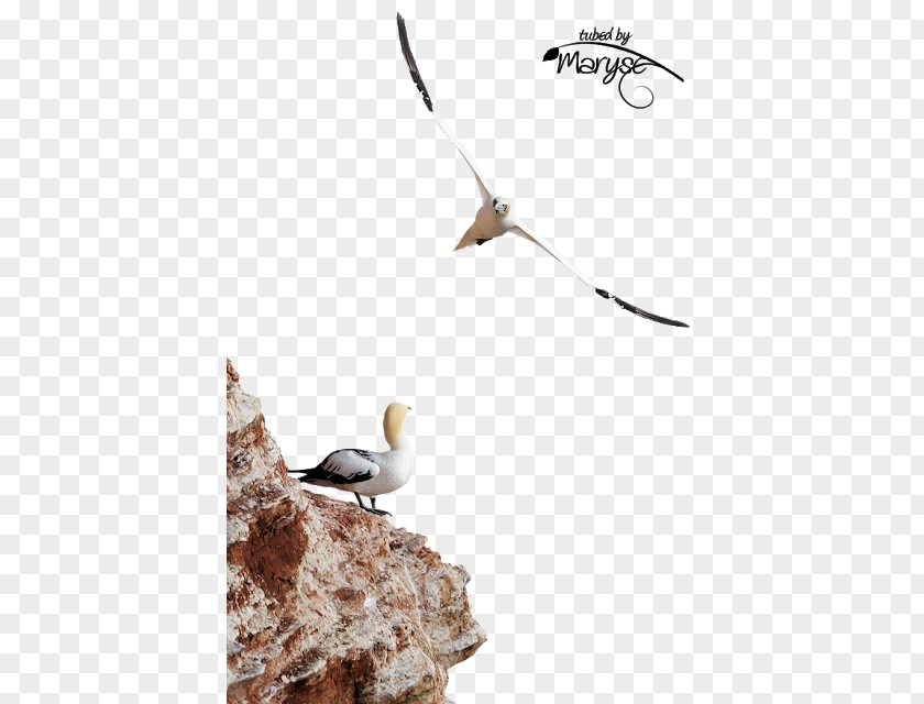Bird Seabird Clip Art PNG