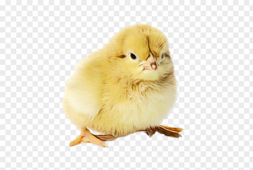 Chicken Yellow Bird Poultry Livestock PNG
