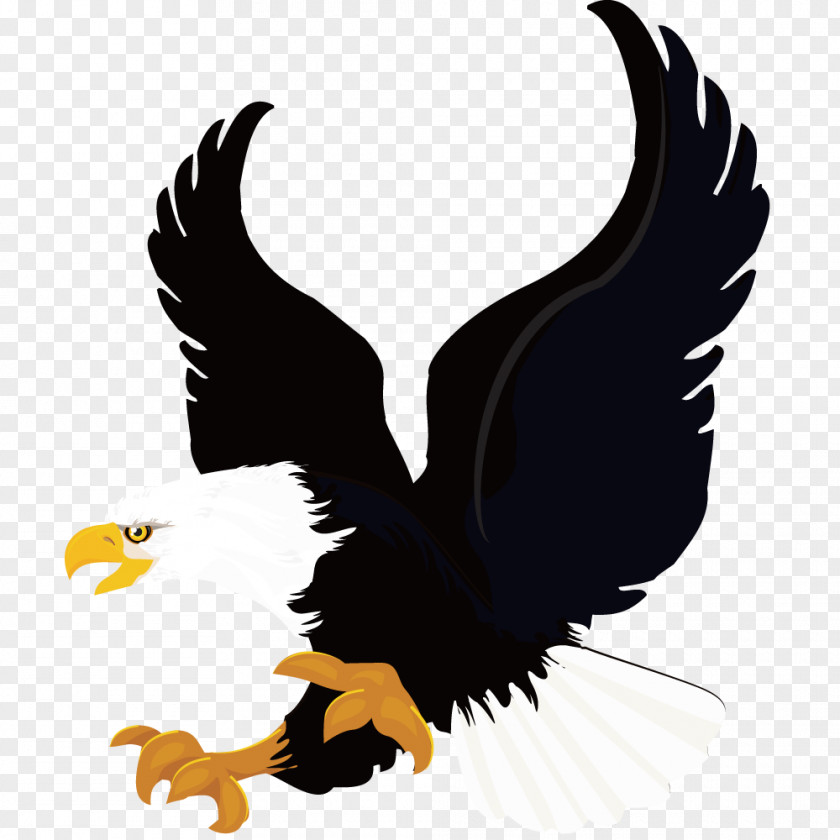 Eagles Soar Stock Illustration Vexel PNG