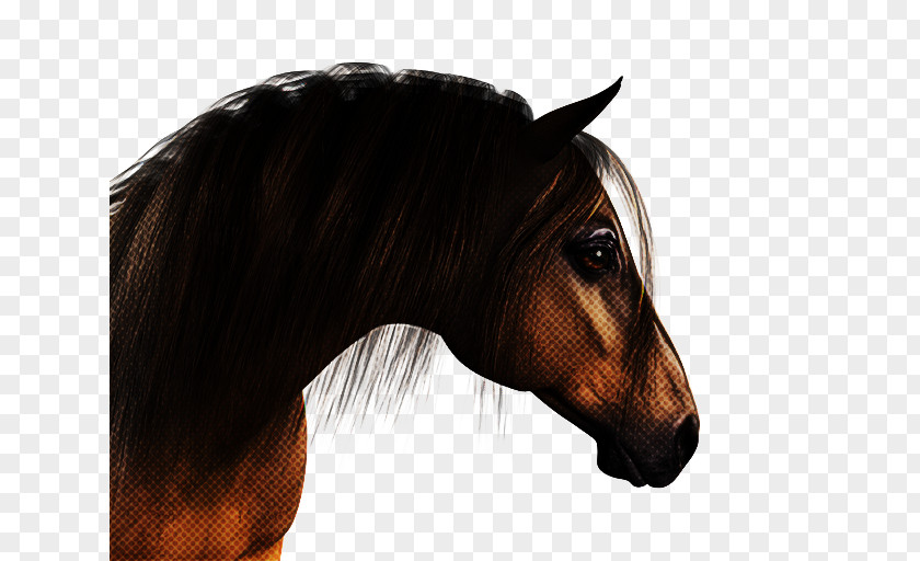 Mustang Horse Mare Hair Mane Head Sorrel PNG