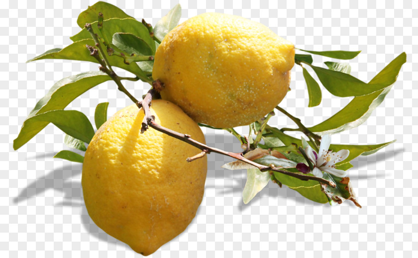Lemon, Lime And Bitters Vegetarian Cuisine Fruit Juice PNG