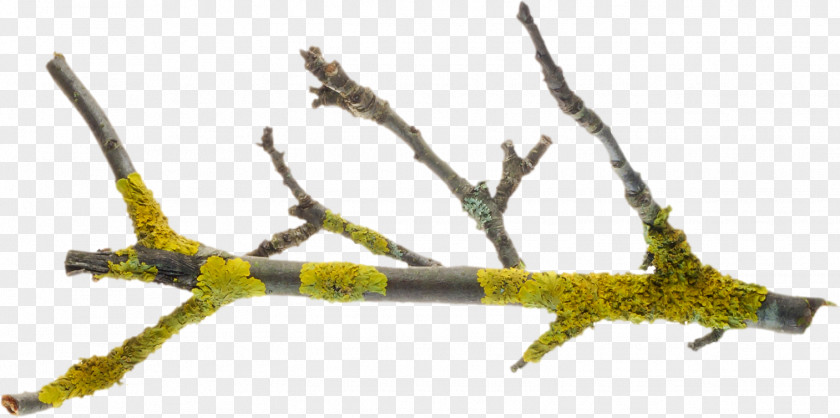 Nature Tag Twig Tree Branch Leaf Root PNG