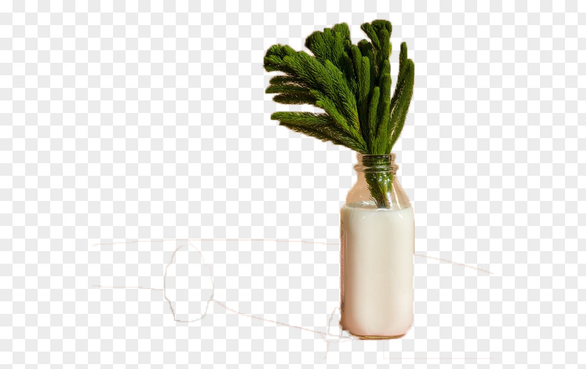 Plant Bottle Tea PNG
