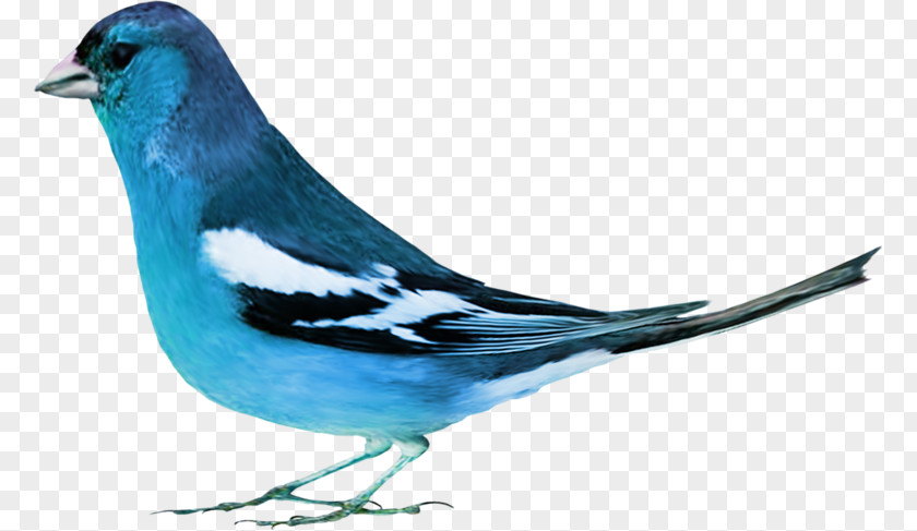 99 Bird Rook Animal Blue PNG