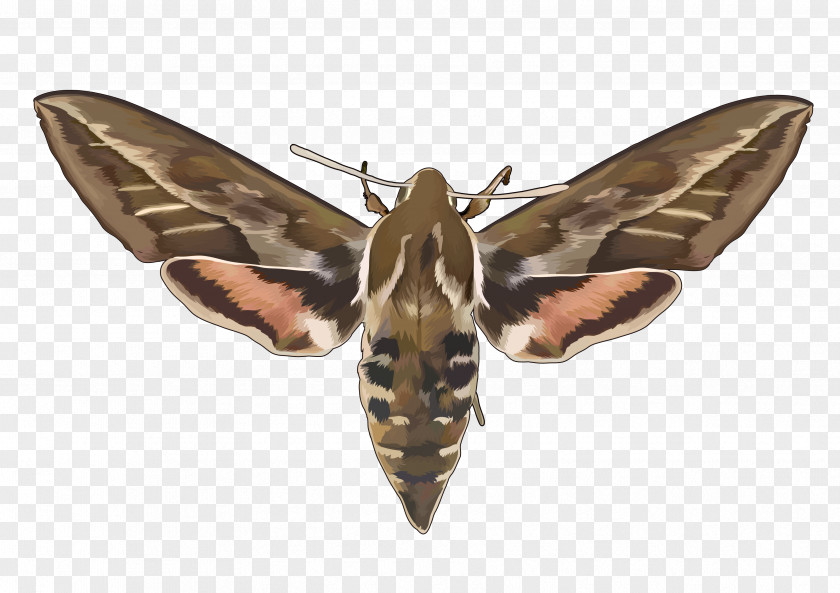 Butterfly Moth Insect Wing Ant PNG