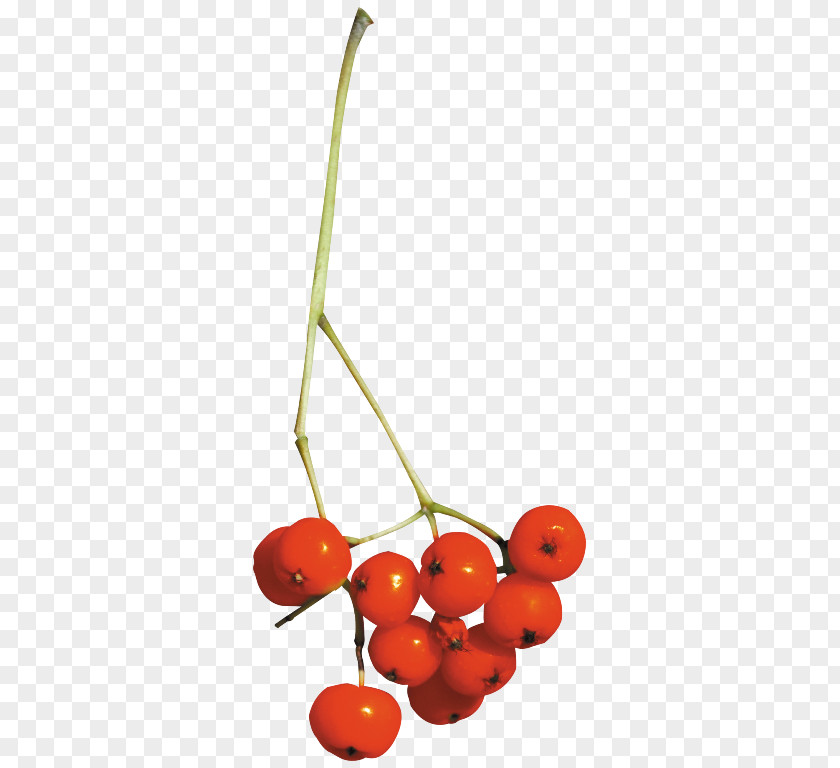 Cherry Fruit Home Page Clip Art PNG