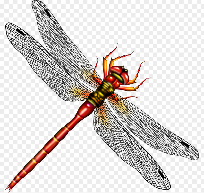 Dragonflies Insect Dragonfly Clip Art Image PNG