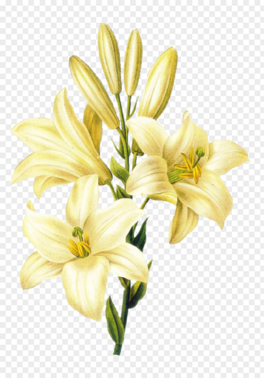 Flower Madonna Lily Easter 'Stargazer' Drawing PNG