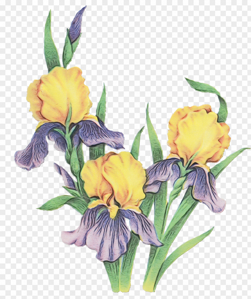Watercolor Paint Iris Family Flower Flowering Plant Cut Flowers Yellow PNG