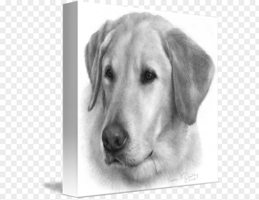 Yellow Lab Labrador Retriever Golden Puppy Drawing PNG