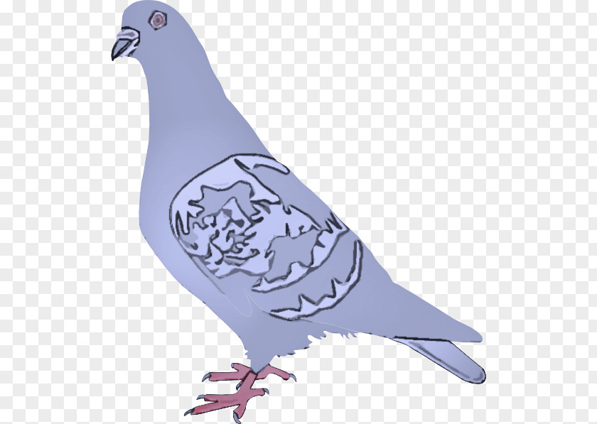 Beak Pigeons And Doves Bird Rock Dove Stock PNG