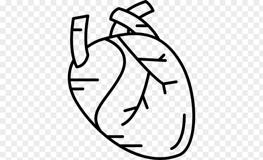 Human Heart Body PNG