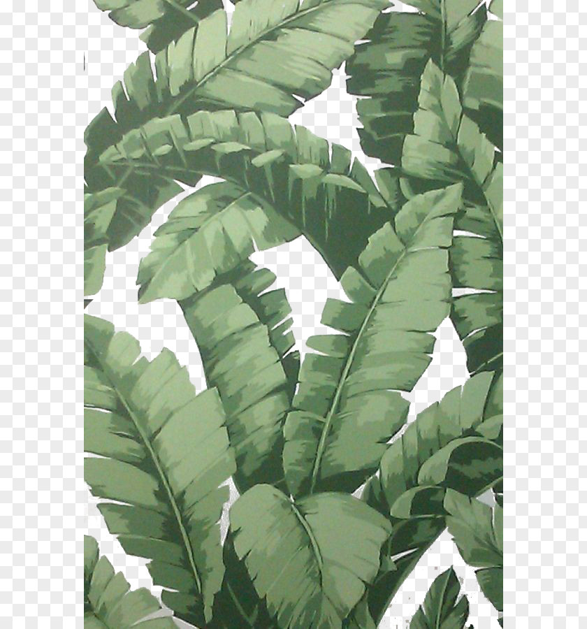 Palm Leaf PNG leaf clipart PNG