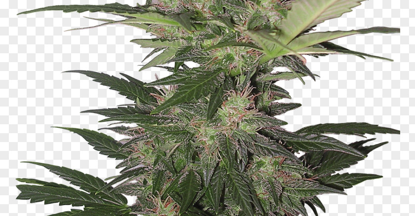 Skunk Autoflowering Cannabis Seed Kush PNG