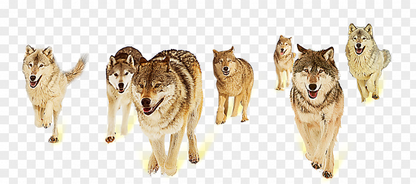 Wolf Gray Fox Information Teamwork Collaboration PNG