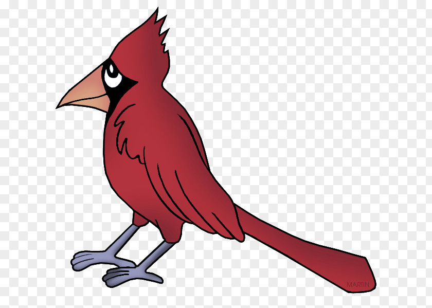 Bird Northern Cardinal Beak Red PNG