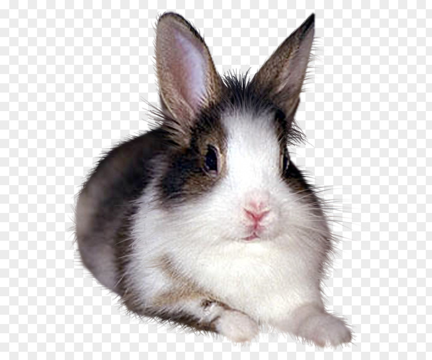 Bunny Rabbit European Domestic Hare Rabbits / Conejos PNG