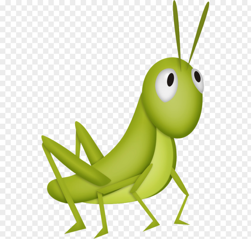 Cartoon Painted Green Grasshopper Insect Clip Art PNG