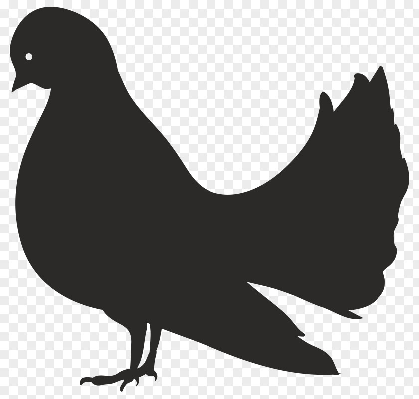 City Pigeon Rooster Duck Image Vector Graphics Clip Art PNG