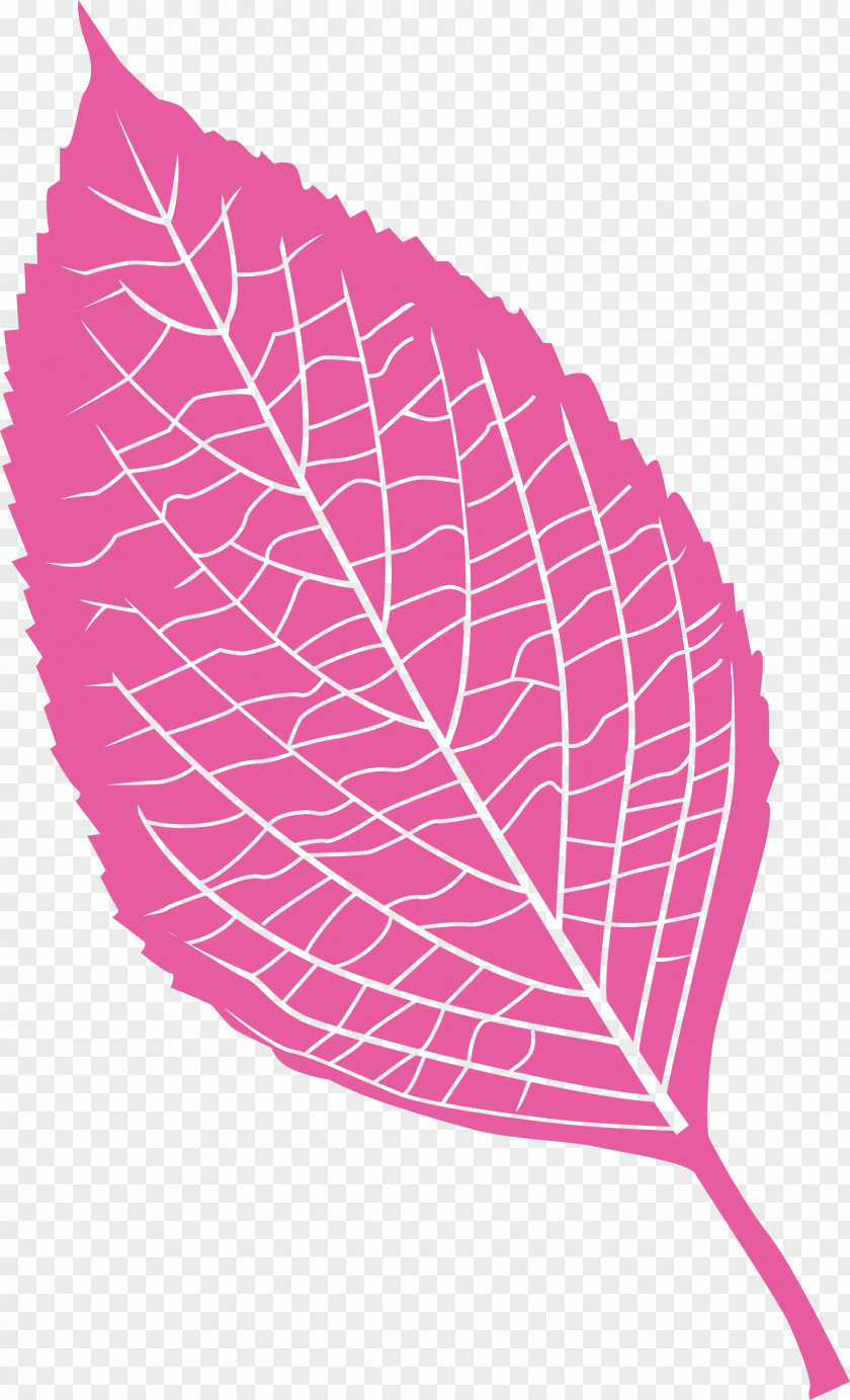 Leaf PNG